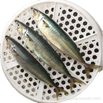 BQF Frozen Pacific Mackerel tamaño 200-300G 300-500G